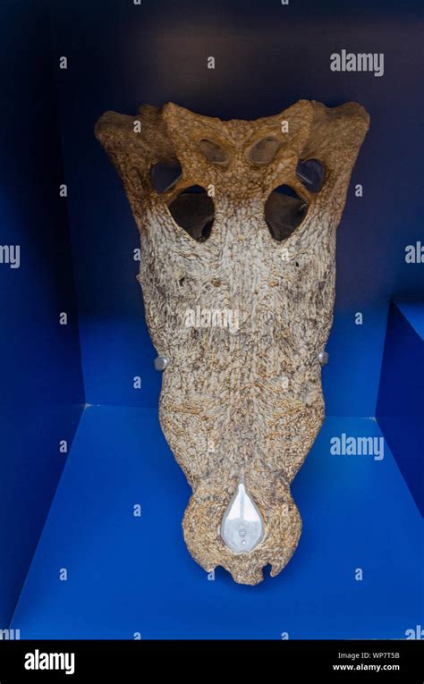 Saltwater crocodile (Crocodylus porosus) skull Stock Photo - Alamy