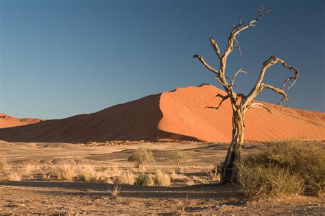 Desert - Biomes