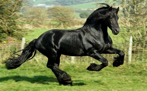 black rearing horses - Google Search | Horses | Pinterest | Horse ...