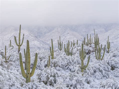 Photo reveals first snowfall in a decade in North America’s hottest ...