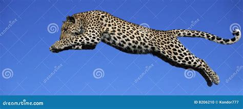 Leopard Jumps Stock Photo - Image: 8206210