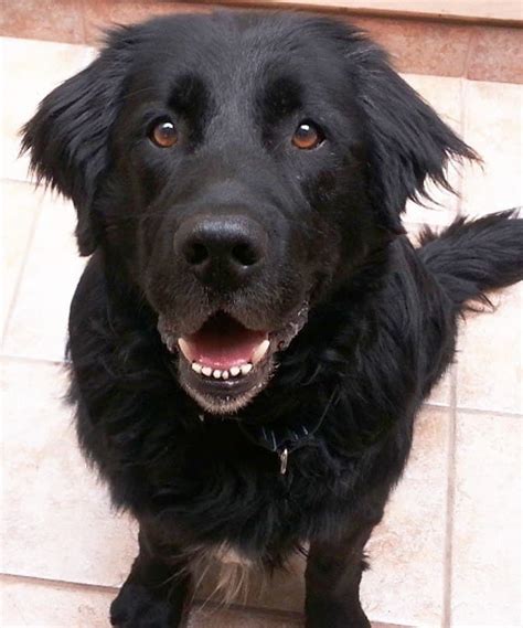 15 Newfoundland Mixes Breeds: Enormous Newfies to Nuzzle You!