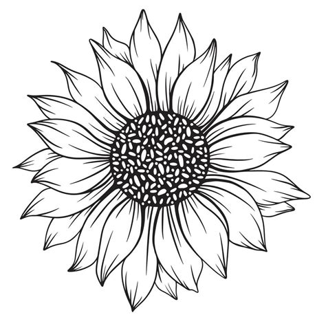 sunflower line art, sunflower line drawing, floral line drawing ...