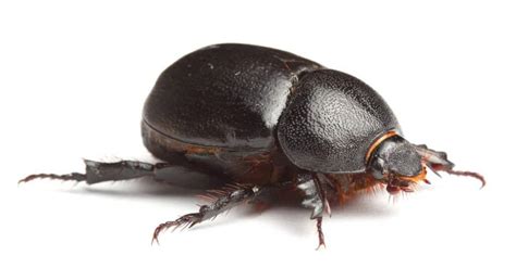 The Egyptian Beetle: 10 Scarab Facts That Will Surprise You - IMP WORLD