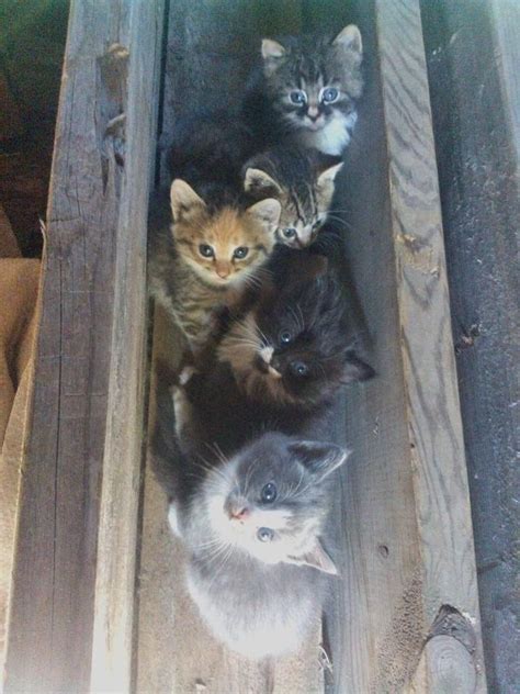 Barn kittens : aww