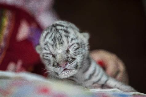 Rare white tiger born at Nicaragua zoo