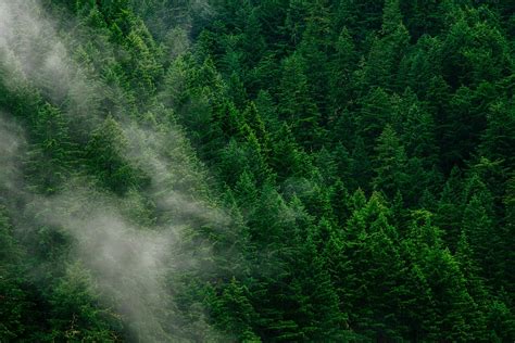 HD wallpaper: aerial photo of forest, trees, fog, green, nature, clouds ...