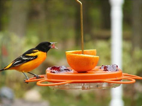 Birds Choice Flower oriole Bird Feeder Small orange | AdinaPorter