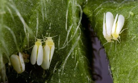 ¿Cómo consigue propagarse la plaga de la mosca blanca del tabaco ...