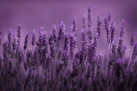 Lavender Desktop Wallpapers on WallpaperDog