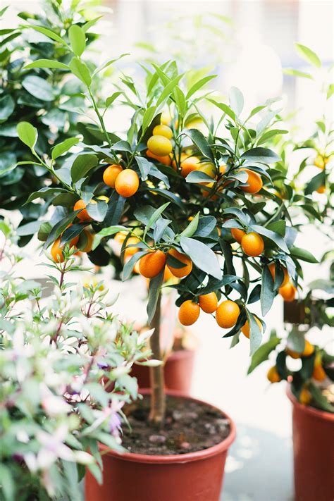 At home: Citrus Trees | A Beautiful Journey