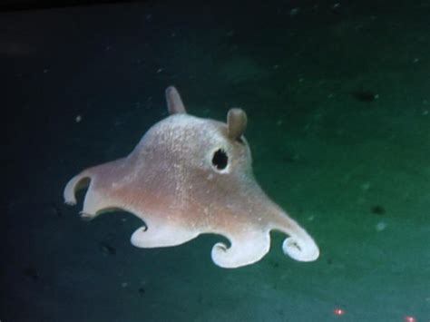 Unique Facts And Information: Dumbo octopuses - weird and Creepy