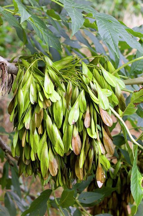 Seeds Of Common Ash (fraxinus Excelsior) Photograph by Dr Jeremy ...