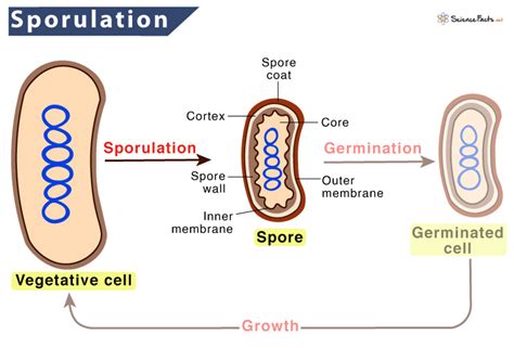 Bacterial Spore Formation