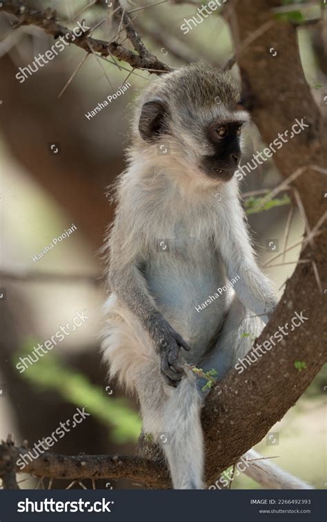 Baby Black Face Vervet Monkey Sitting Stock Photo 2266492393 | Shutterstock