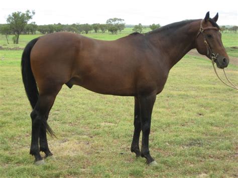 Australian Stock Horse Info, Origin, History, Pictures