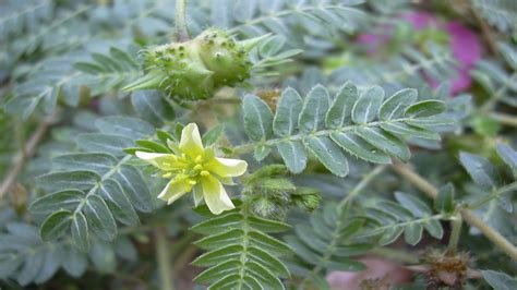 Tribulus Terrestris (Puncture Vine) - Gokshura (Gokhru) Benefits ...