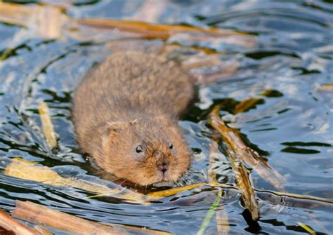 a rodent swimming in the water with reeds and leaves on it's side