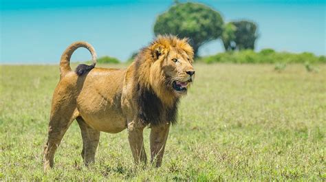 Masai Mara Lions: Facts about Lions in the famed wildlife reserve and ...