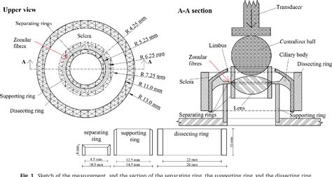 Structure of zonular fibers | Semantic Scholar