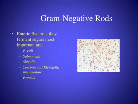 Characteristics of gram negative bacteria - Lasialabama