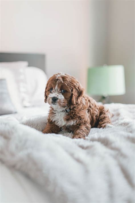 Best 100+ Puppy Pictures | Download Free Images on Unsplash | Puppies ...