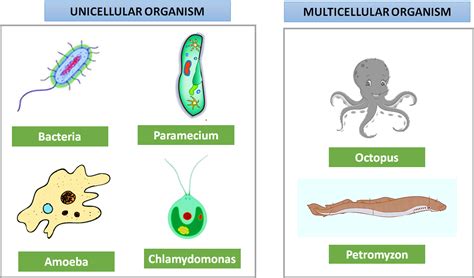 13 Important Similarities between Unicellular and Multicellular ...