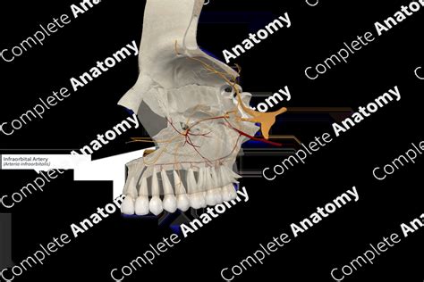 Infraorbital Artery | Complete Anatomy