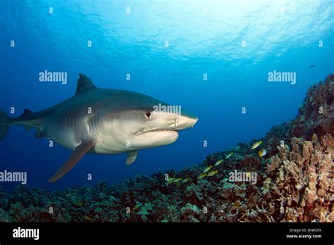 Tiger shark in Hawaii Stock Photo - Alamy