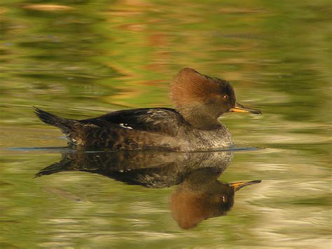 Hooded Merganser Facts, Habitat, Diet, Life Cycle, Baby, Pictures