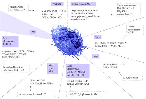 Differences Between M1 and M2 Macrophages | Charles River