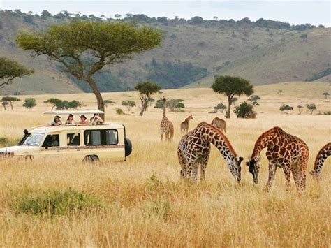 3 Day Safari in Mikumi National Park Starting From Zanzibar ...