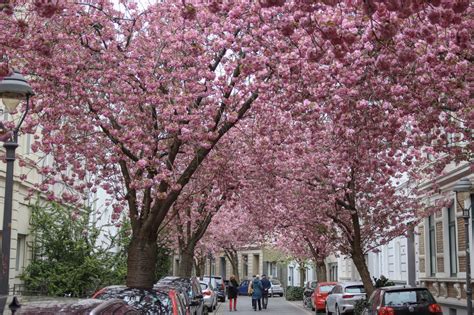 CHERRY BLOSSOMS IN BONN – The Twirling Traveler