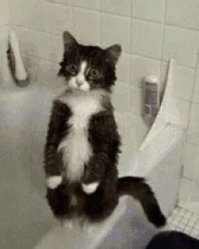 Cats Dancing Gif - IceGif