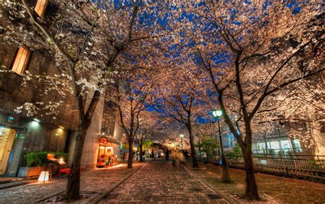 Enchanting Kyoto: HD Wallpaper of a Blossom-Laden Street