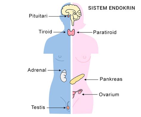 Sistem Endokrin (Sistem Hormon pada Manusia) - Kerajaan Biologi