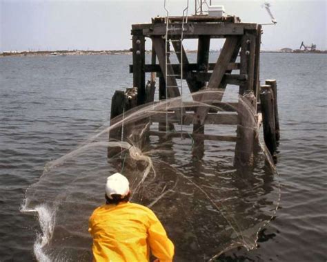 Menhaden: Bait for all seasons on First Coast | Coast, Seasons, Coastal