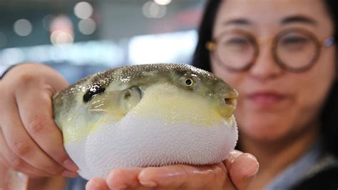 Live: Explore the world's largest puffer fish breeding base - CGTN