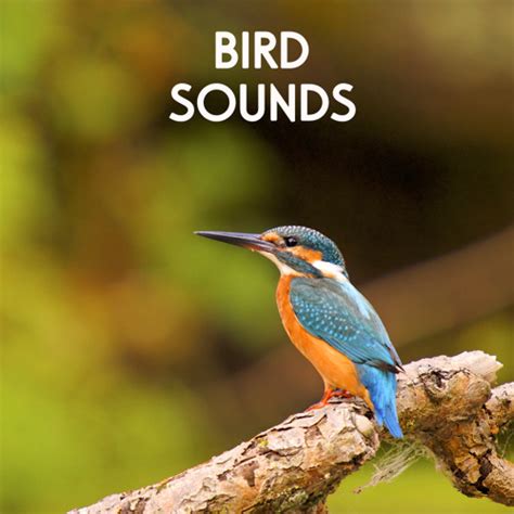 Stream Bird Sounds - Morning Birds for Relaxation, Meditation, Yoga ...