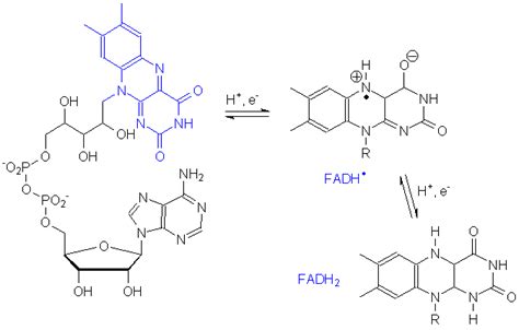 Biofísica: NADH y FADH2 como fuentes de poder reductor