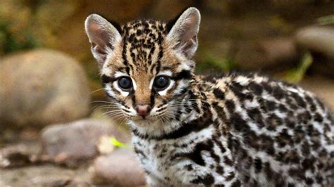 Kitten Cuteness! Dallas Zoo's Baby Ocelot Explores Habitat - YouTube