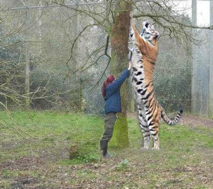 Things Out Of The Ordinary: Top 7 Biggest Wild Cats in the World