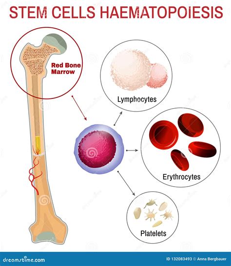 Haematopoiesis Cartoons, Illustrations & Vector Stock Images - 32 ...