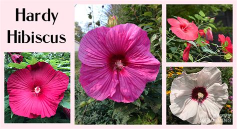 Hardy Hibiscus: How to Plant and Grow This Perennial