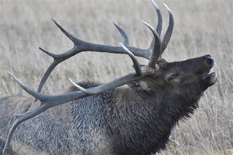 Back from Brink: Elk and Bison Roam Again in Eastern U.S. - Game & Fish