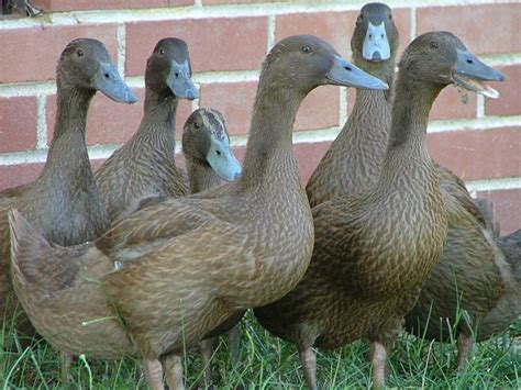 Breed Khaki Campbell ducks, photos, description, cultivation