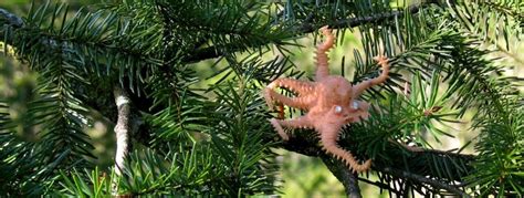 The Pacific Northwest Tree Octopus | Octopus species, Pacific northwest ...