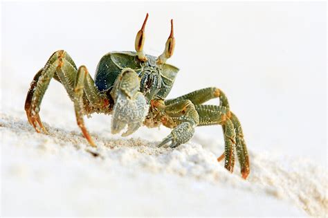 Horned Ghost crab (Ocypode … – License image – 70191806 lookphotos