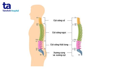 Hình Ảnh Đốt Sống Cổ: Khám Phá Vẻ Đẹp Và Nguy Hiểm