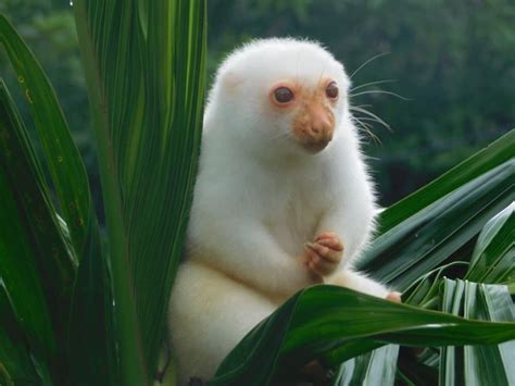 Cuscus Animal Facts | Phalanger maculatus | AZ Animals